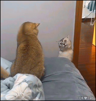 Cat Gif a Day Keeps the Doggy Away, Page 189